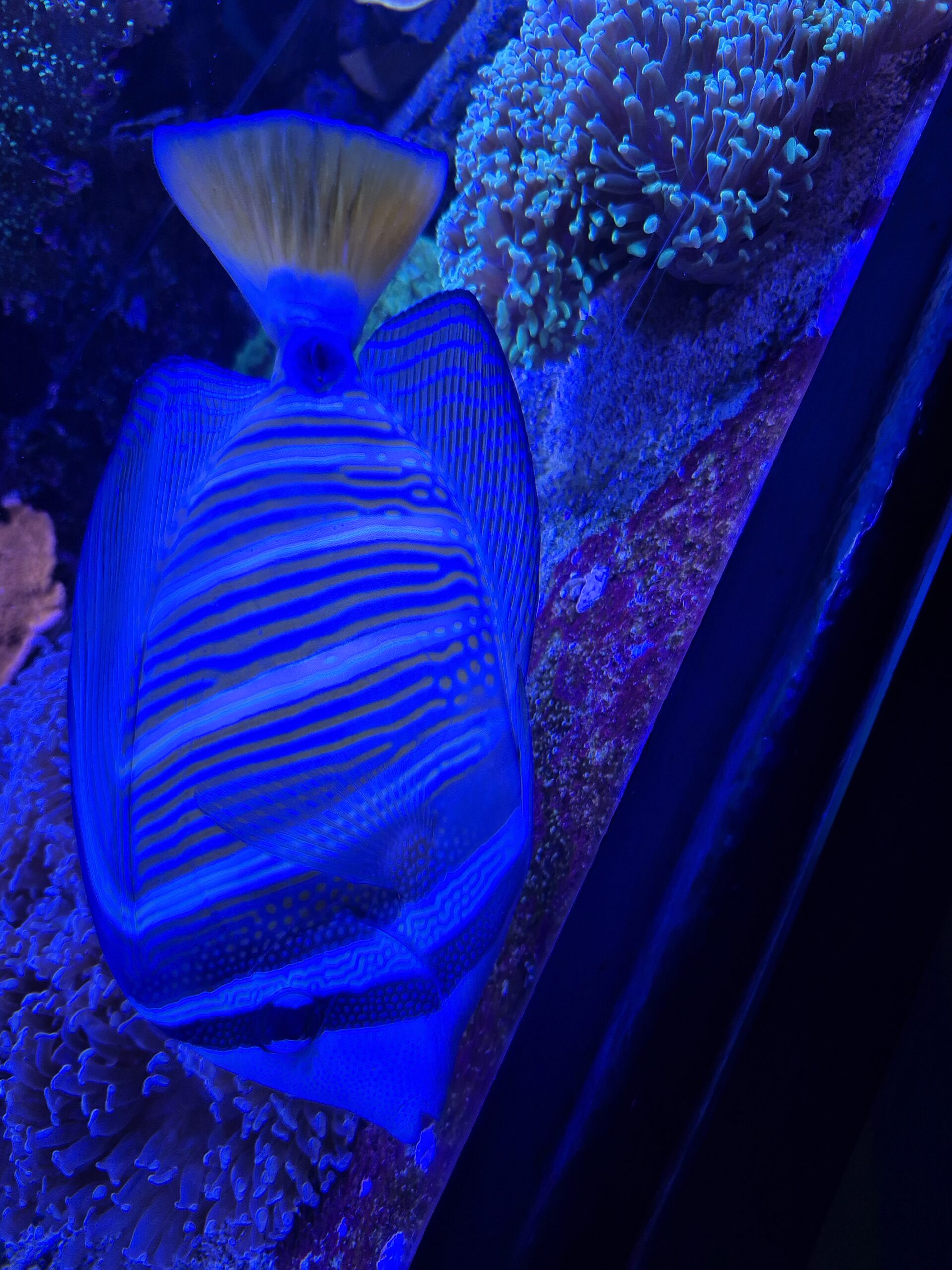 Cooper pipe (Copy) - Image 4